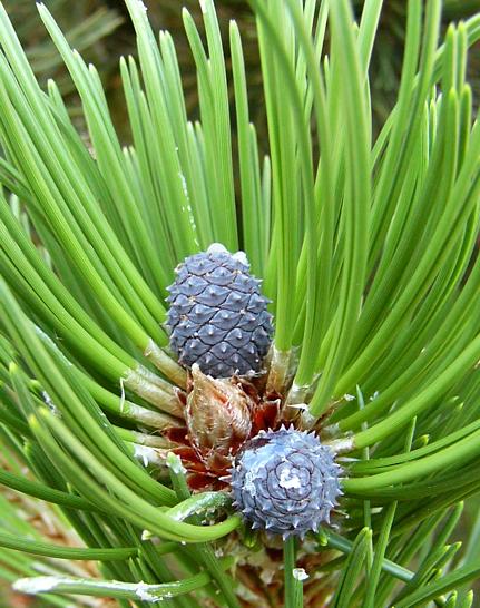 pinus_leucodermis_junger_zapfen_juli_2