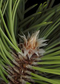 pinus_leucodermis_knospe_dez_150