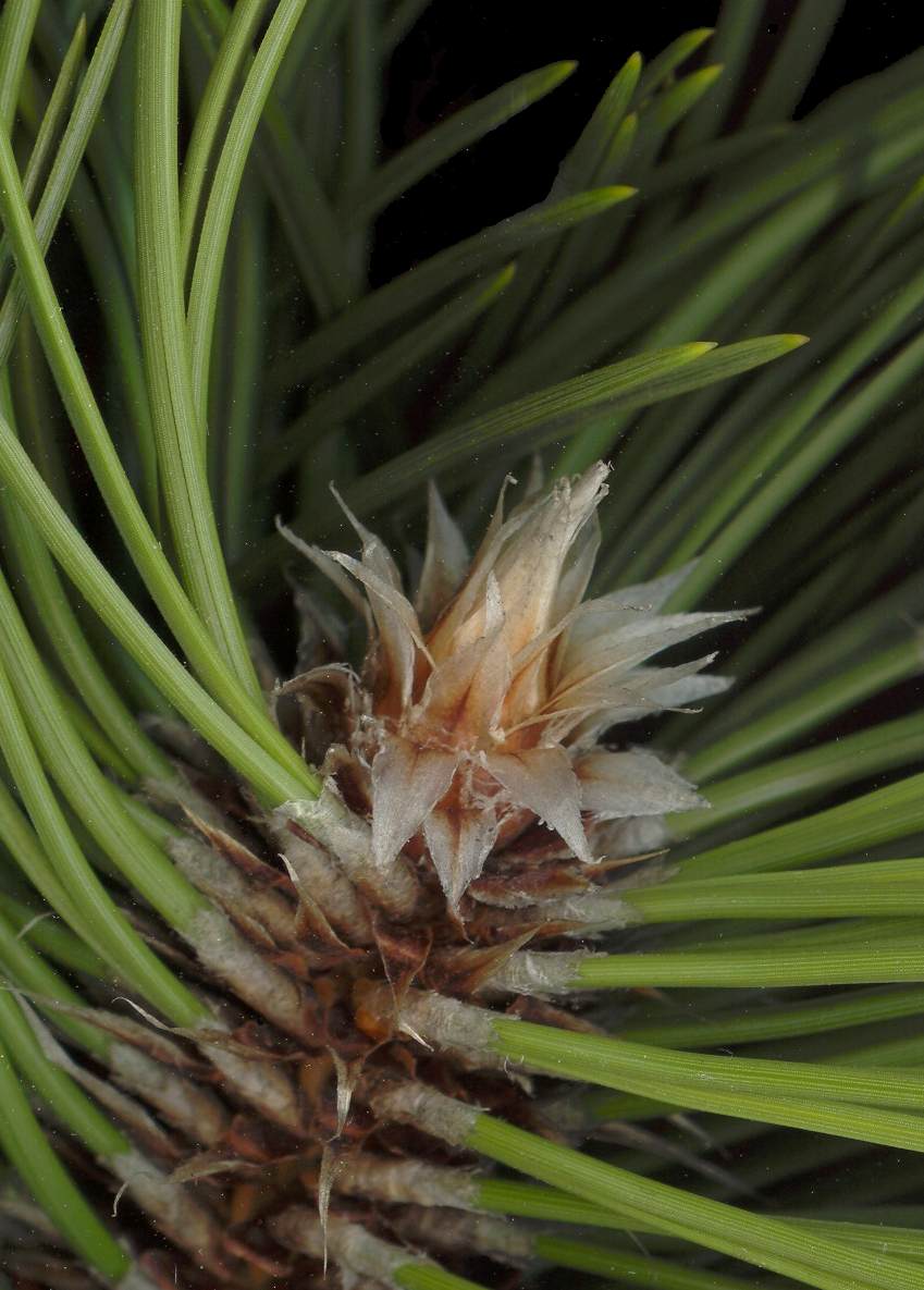 pinus_leucodermis_knospe_dez_600