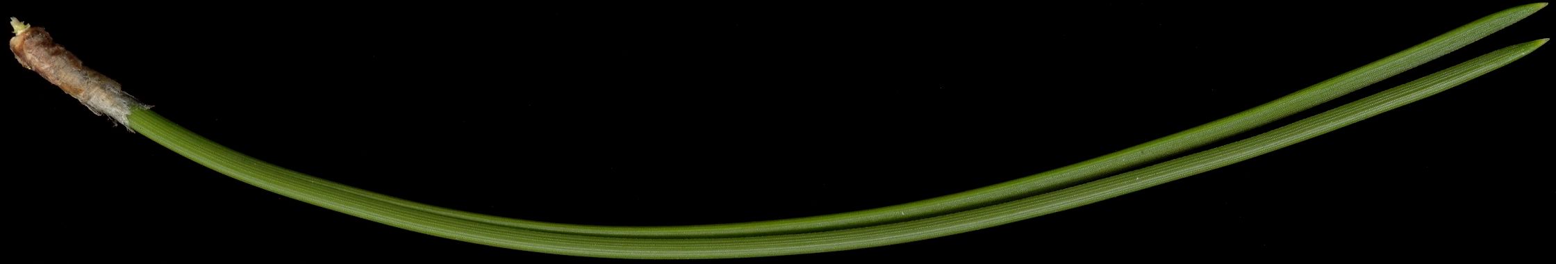 pinus_leucodermis_nadeln_dez_600