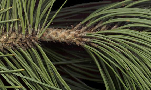 pinus_leucodermis_trieb_dez_150