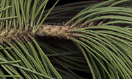 pinus_leucodermis_trieb_dez_50