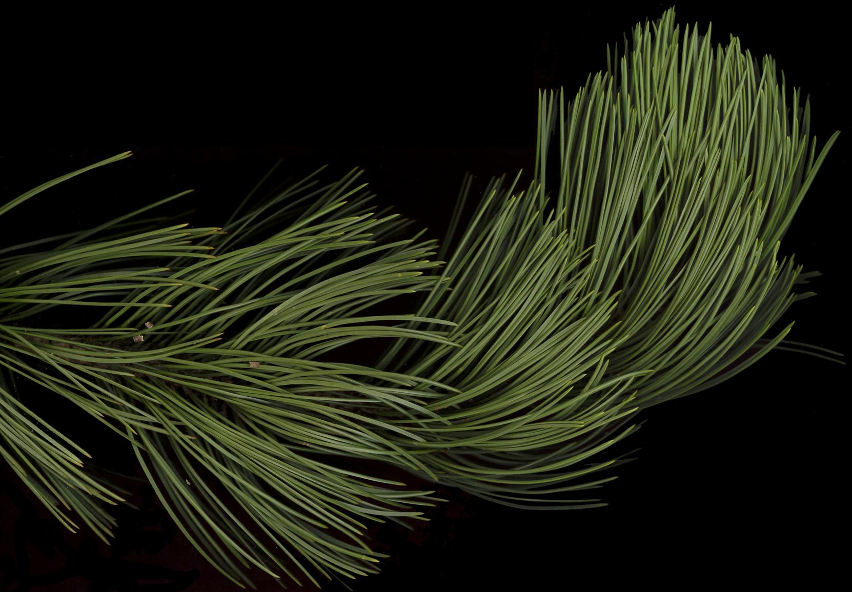 pinus_leucodermis_zweig_dez_150