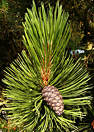 pinus_leucodermis_zweig_mai_1