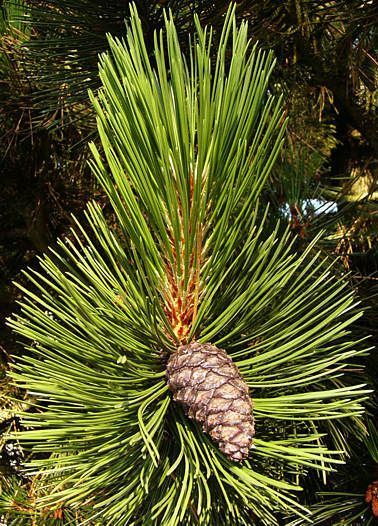 pinus_leucodermis_zweig_mai_2