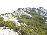 Pinus_mugo_bestand_mai_1