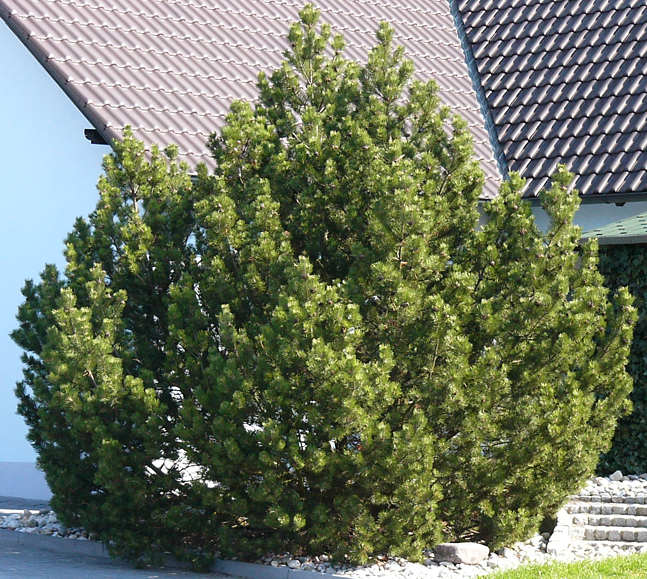 pinus_mugo_baum_gross_2