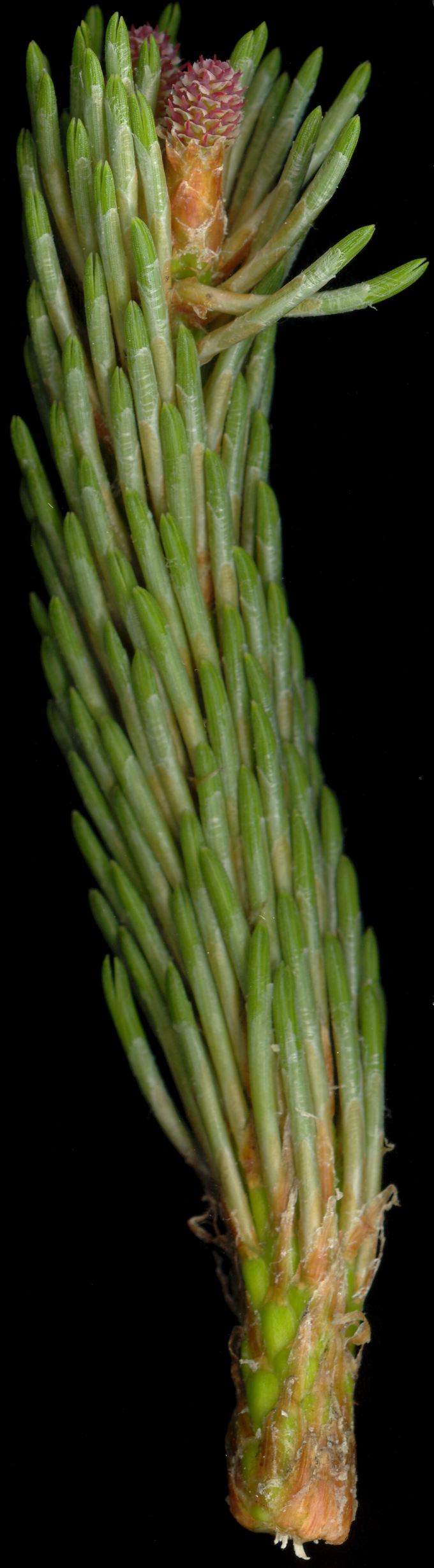 pinus_mugo_blueten_w_mai_600