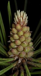 pinus_mugo_bluetenknospen-m_mai_150
