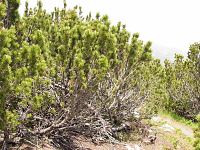 pinus_mugo_gruppe_mai_1