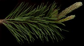 pinus_mugo_zweig_mai_50