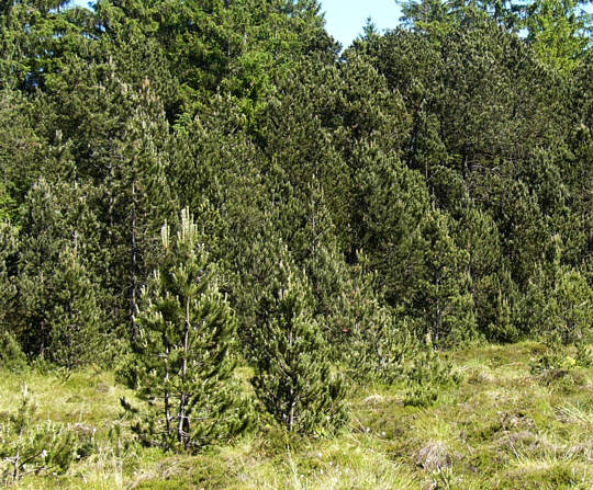 pinus_rotundata_bestand_juni_2