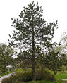 pinus_uncinata_baum_april_1