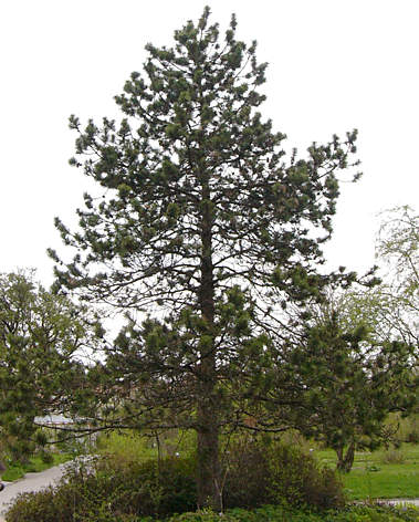 pinus_uncinata_baum_april_2