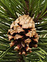 pinus_uncinata_zapfen_april_1