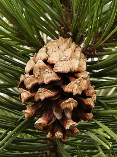 pinus_uncinata_zapfen_april_2