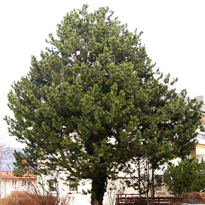pinus_nigra_baum_maerz_2