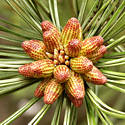 pinus_nigra_bluetenknospen-m_mai_1