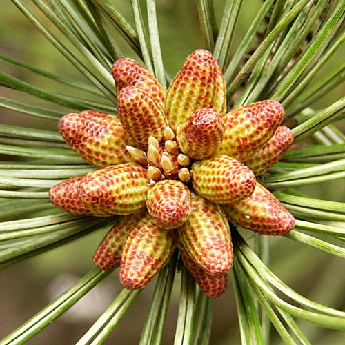 pinus_nigra_bluetenknospen-m_mai_2