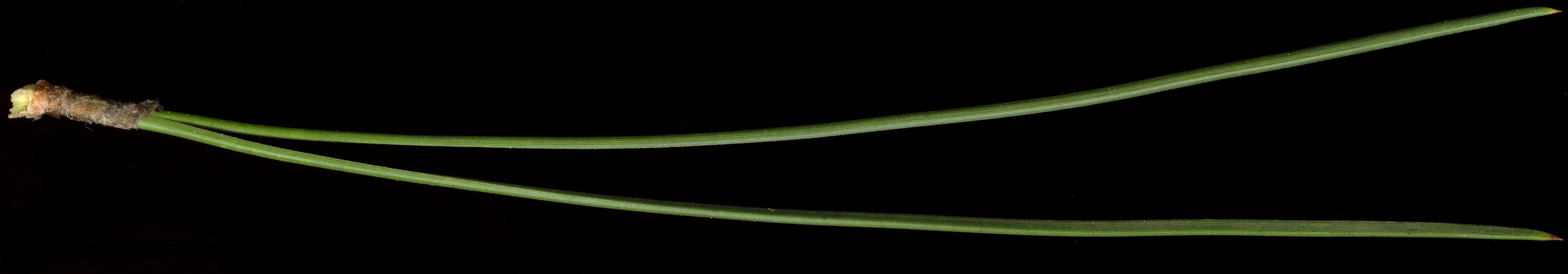 pinus_nigra_nadeln_mai_600