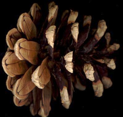 pinus_nigra_zapfen_maerz_150