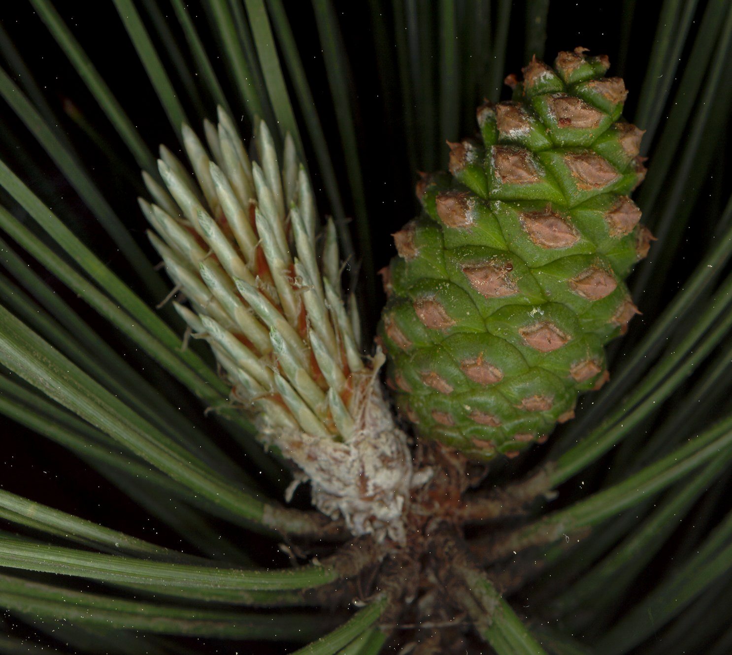 pinus_nigra_zweig_v_zapfen_mai_600