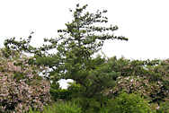 pinus_parviflora_baum_juni_1
