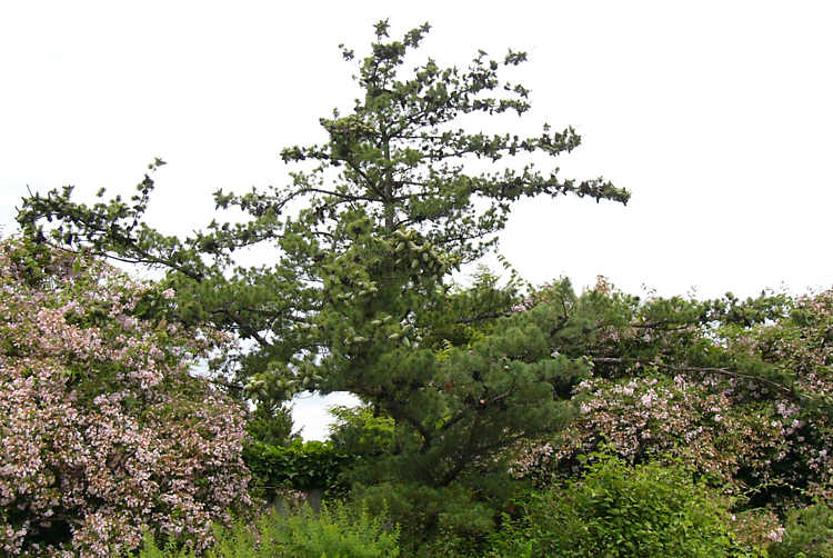 pinus_parviflora_baum_juni_2