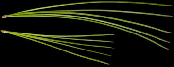 pinus_parviflora_blaetter_maerz_150