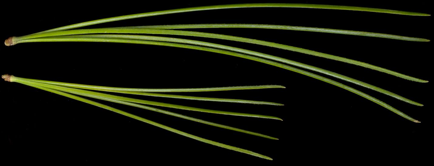 pinus_parviflora_blaetter_maerz_600