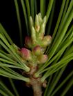 pinus_parviflora_bluetenknospen_m_mai_150