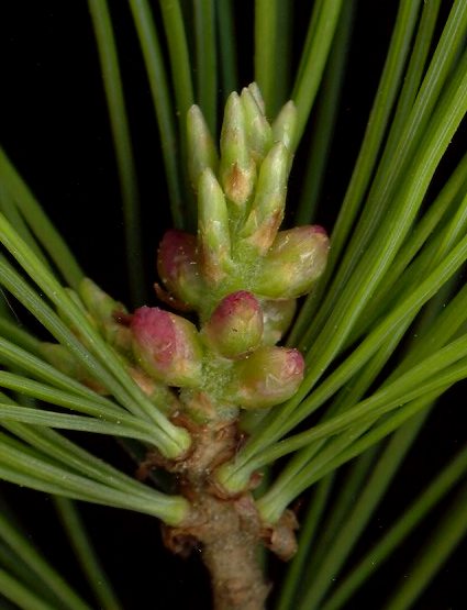 pinus_parviflora_bluetenknospen_m_mai_600