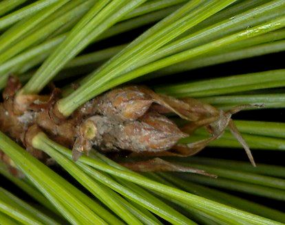 pinus_parviflora_knospe_maerz_600