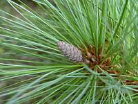 pinus_parviflora_zweig_junger_zapfen_august_1