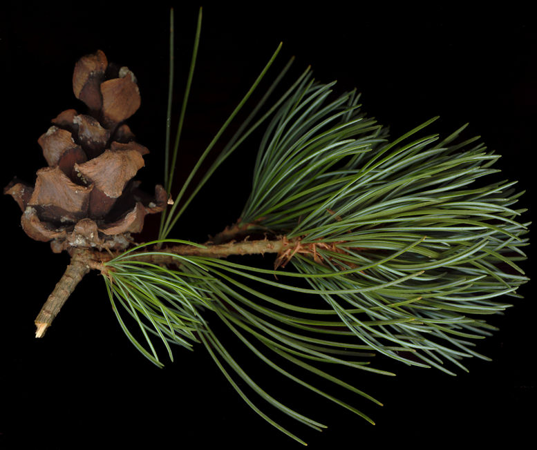 pinus_parviflora_zweig_zapfen_januar_150