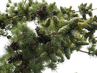 pinus_parviflora_zweige_zapfen_juni_1