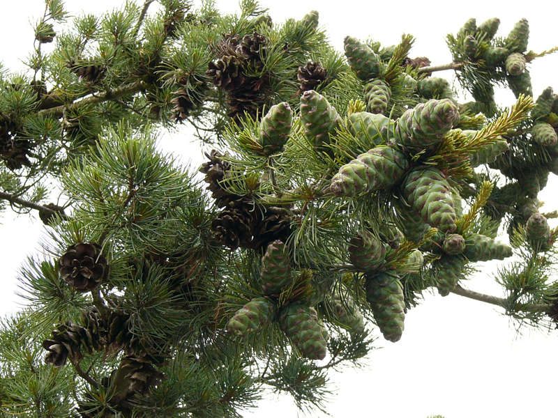 pinus_parviflora_zweige_zapfen_juni_2
