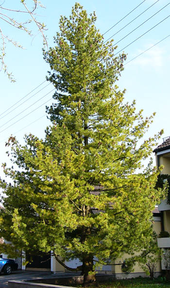 pinus_peuce_baum_april_2