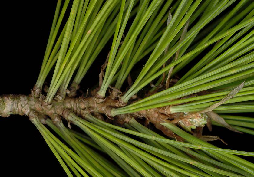 pinus_peuce_knospe_april_600