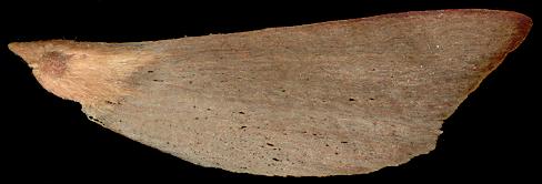 pinus_peuce_same_600