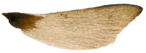 pinus_peuce_same_durchlicht_600