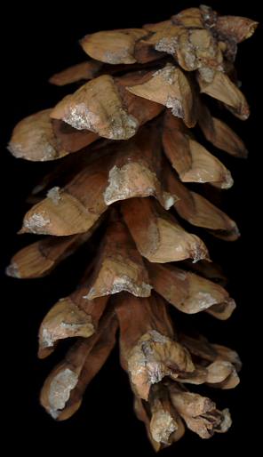 pinus_peuce_zapfen_150