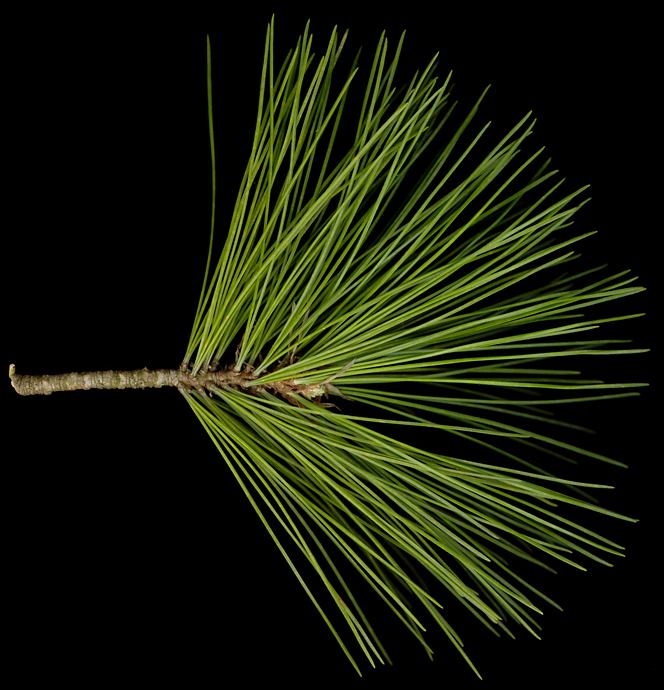 pinus_peuce_zweig_april_150