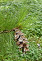 pinus_peuce_zweig_zapfen_april_1
