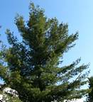 pinus_strobus_baum_mai_1