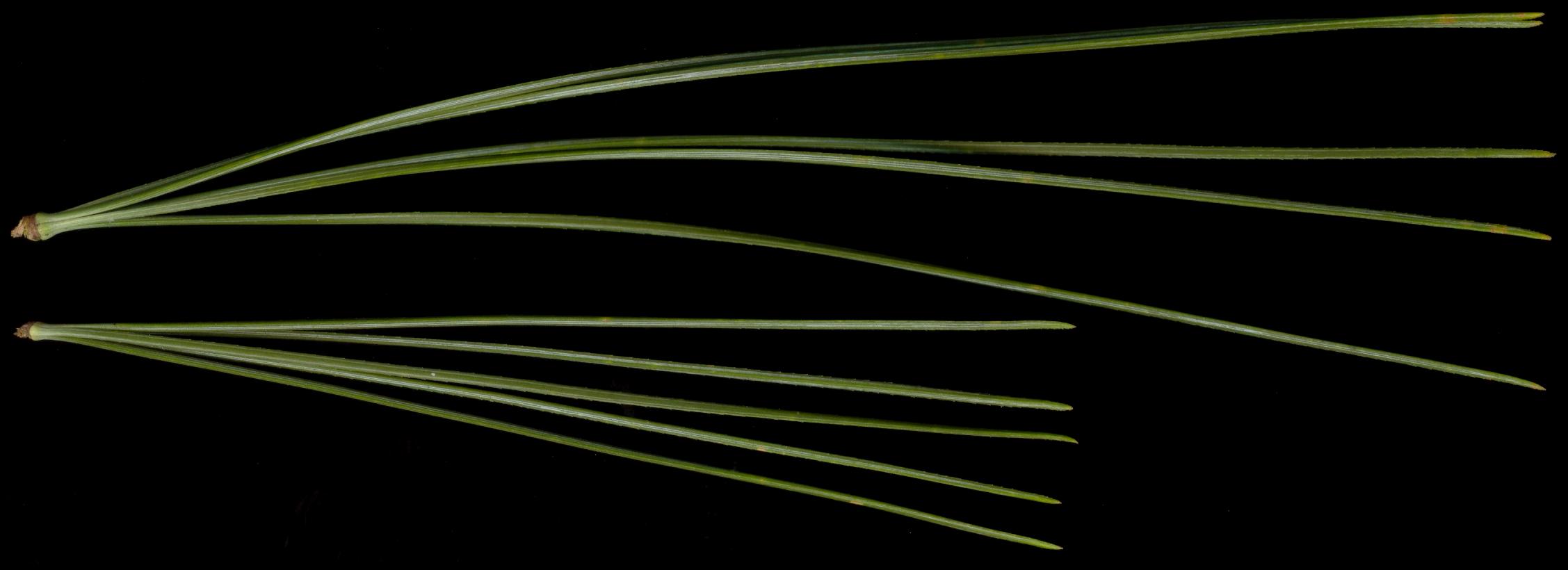 pinus_strobus_blaetter_maerz_600