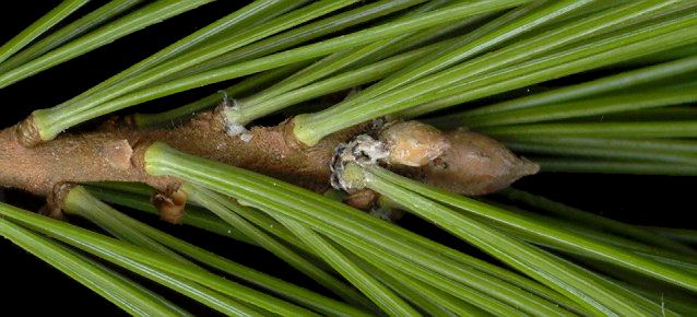 pinus_strobus_knospe_maerz_600