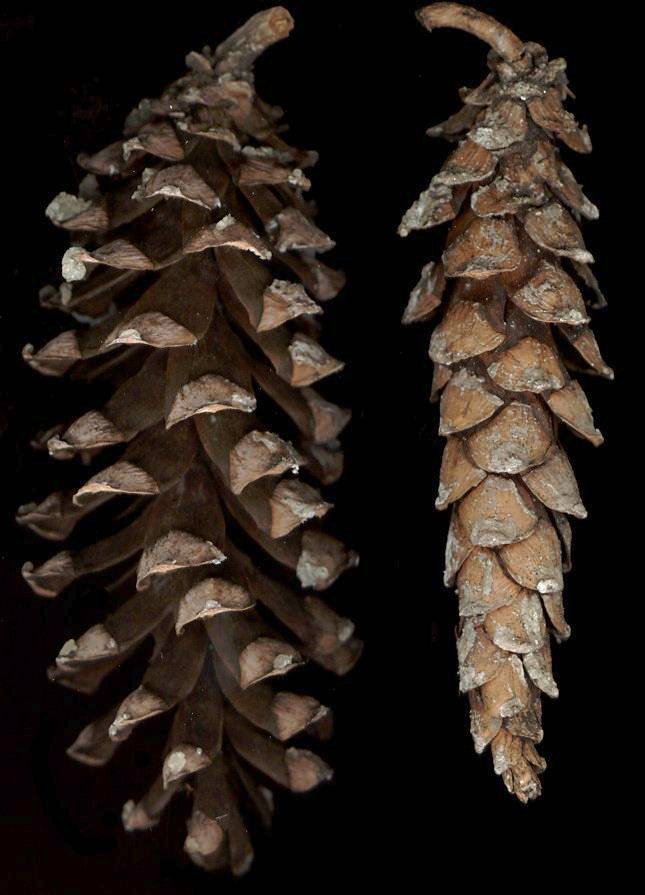 pinus_strobus_zapfen_150
