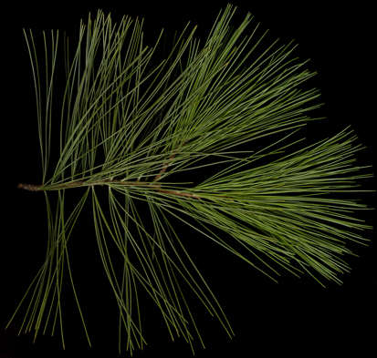 pinus_strobus_zweig_maerz_50