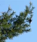 pinus_strobus_zweige_mai_1